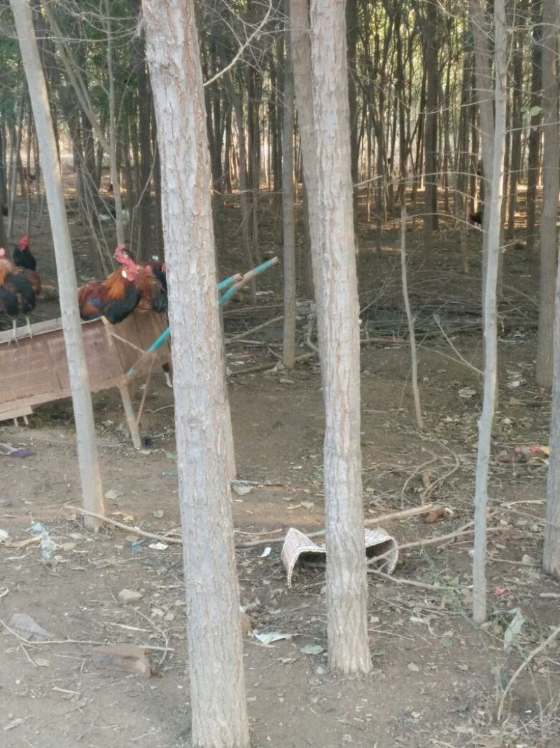 小叶榆树6~8cm8~10cm3.5~4m