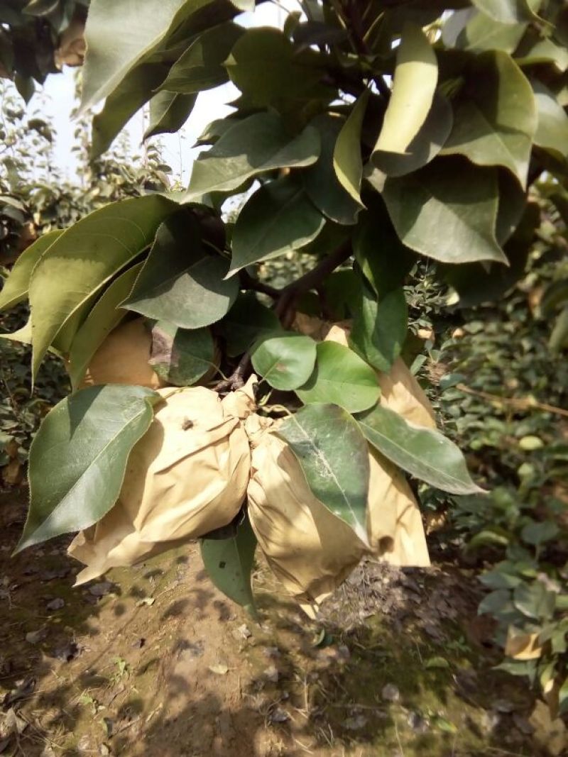 晚秋黄梨550~600g纸袋