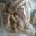 天麻一级