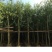 香樟12~14cm12~14cm3.5~4米