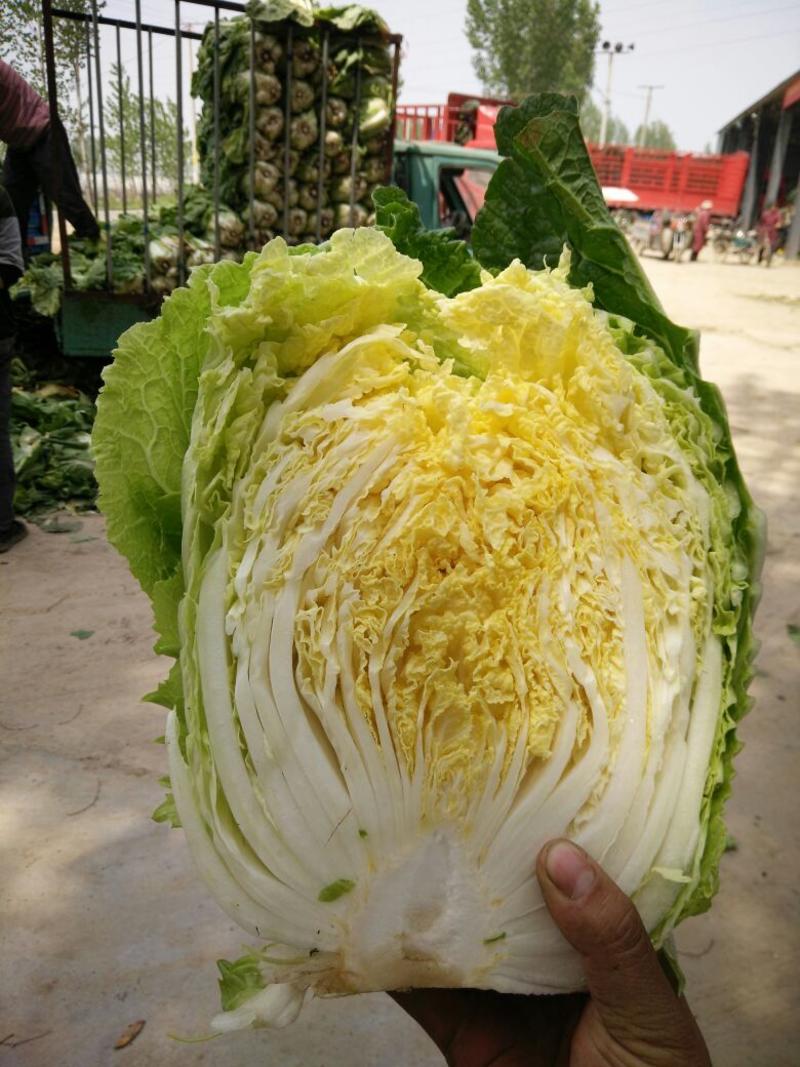 菊锦春白菜4~6斤