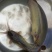 胡子鲶