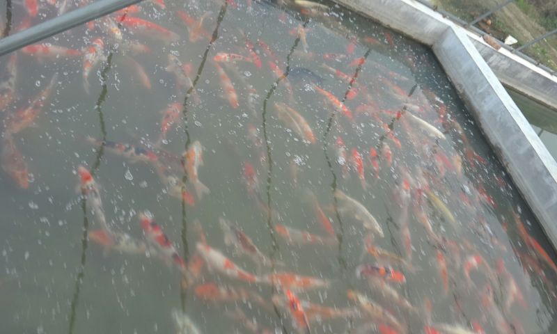 锦鲤鱼苗2~3公斤