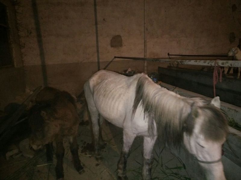 肉马300~400kg