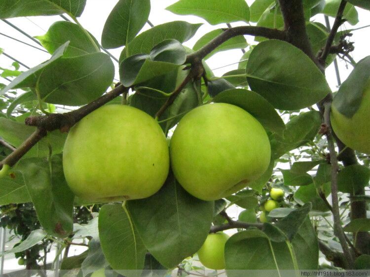 安徽宿州市砀山县翠玉梨 200~250g 光果批发_