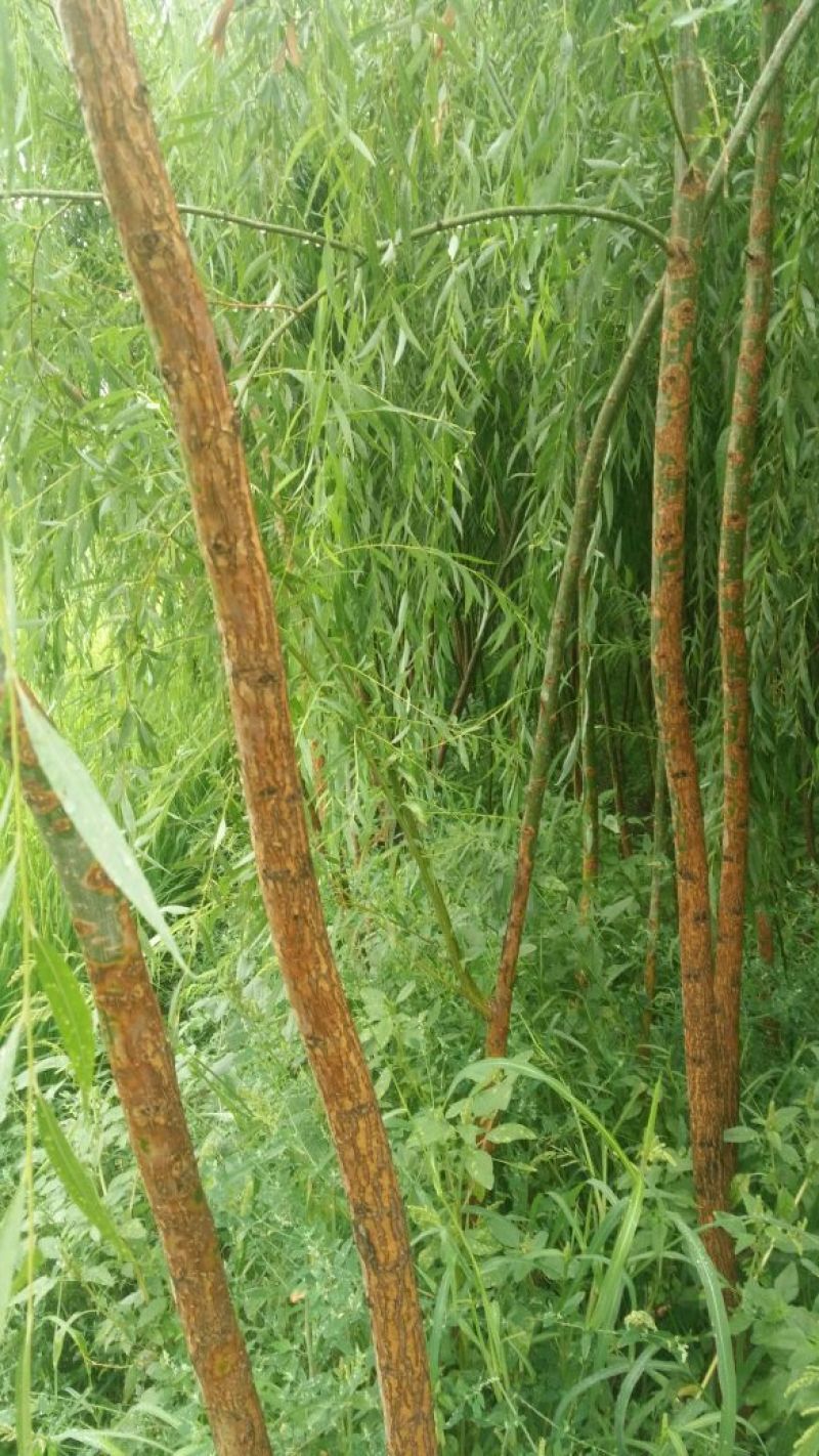 垂柳6~8cm