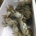 螃蟹食用雌蟹