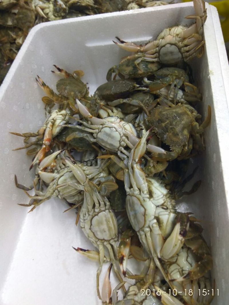 螃蟹食用雌蟹