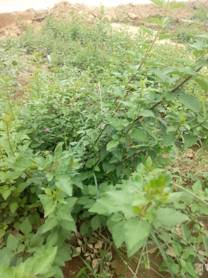 连翘苗40~50cm