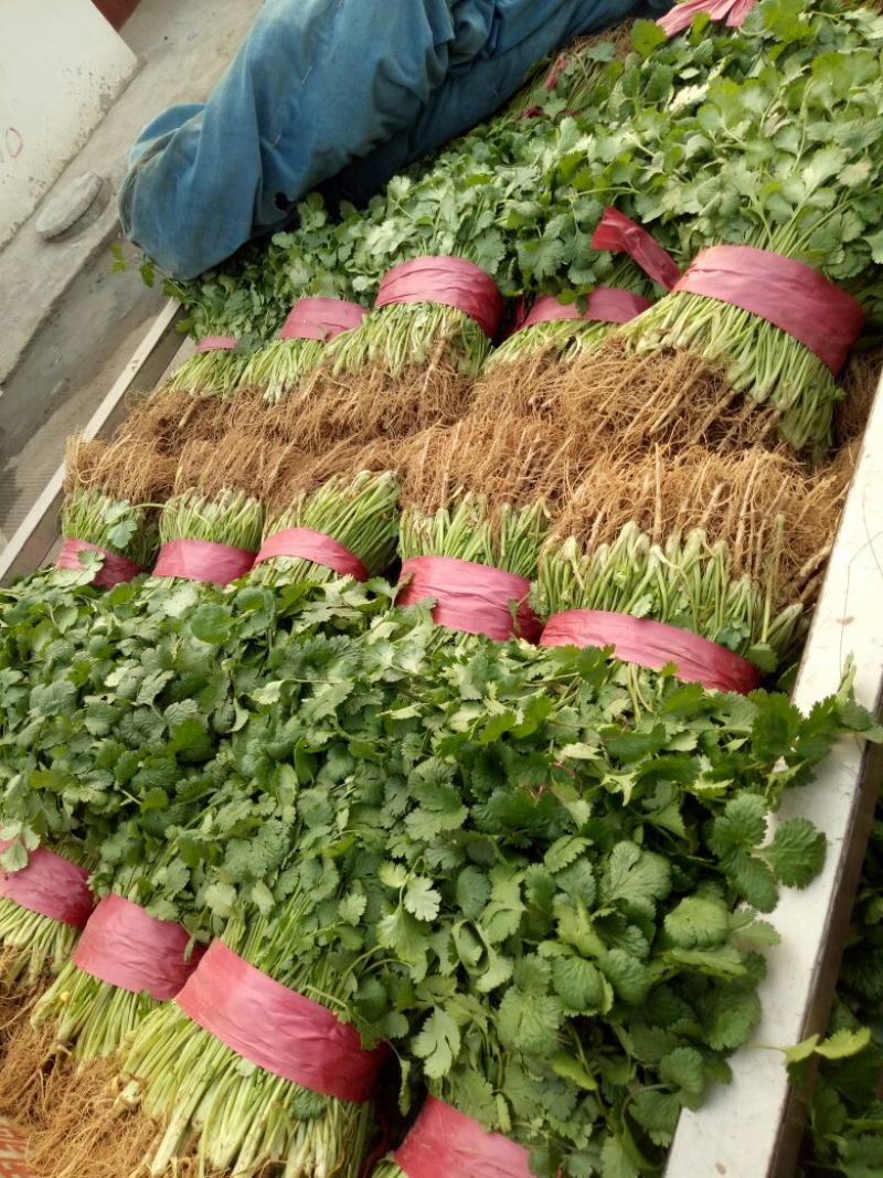 【牛年大促】大叶香菜质量优货源充足量大从优装车团队