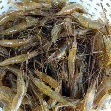 河虾