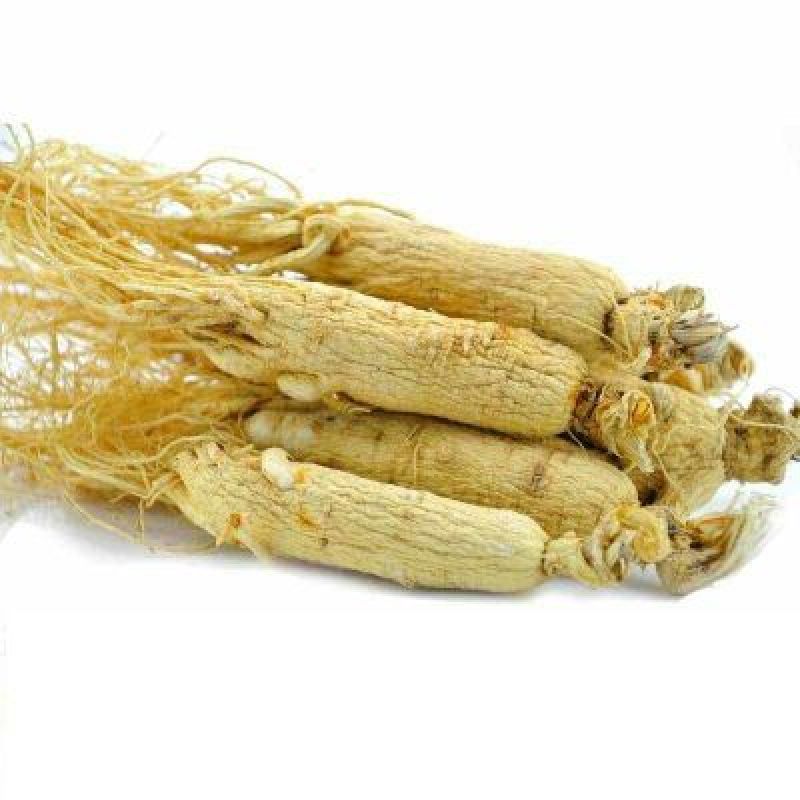 白参菇白参