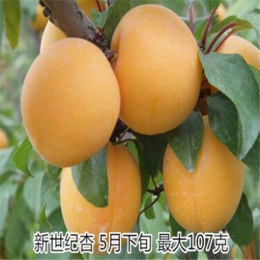 杏子苗80cm以上