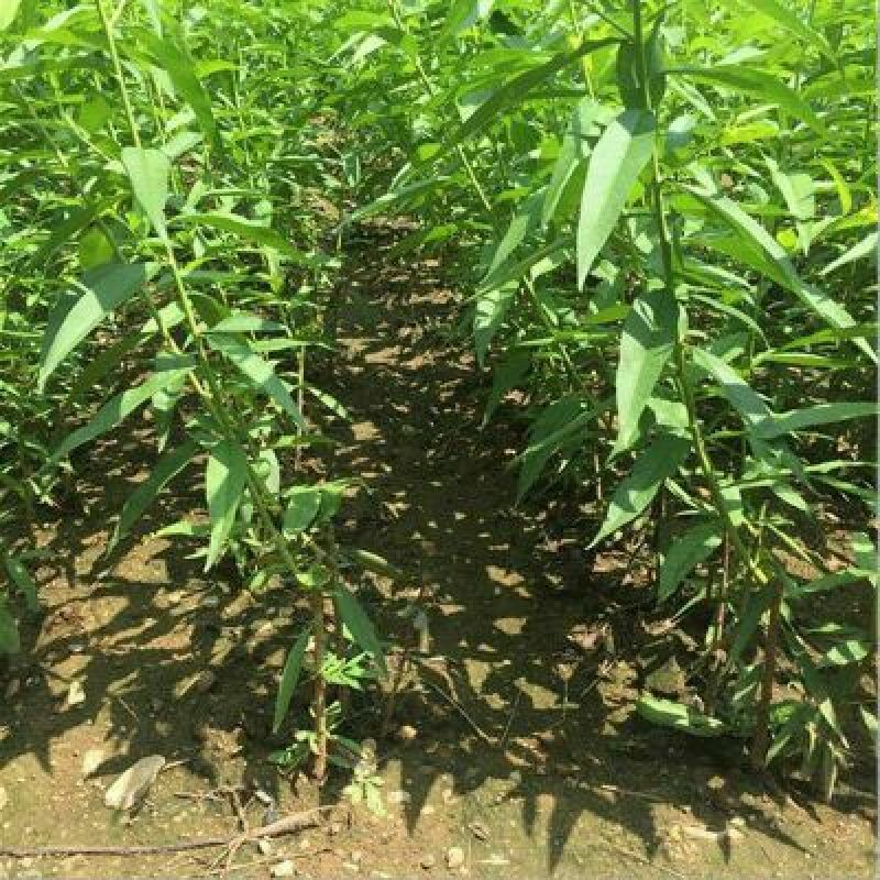 桃树苗80cm以上
