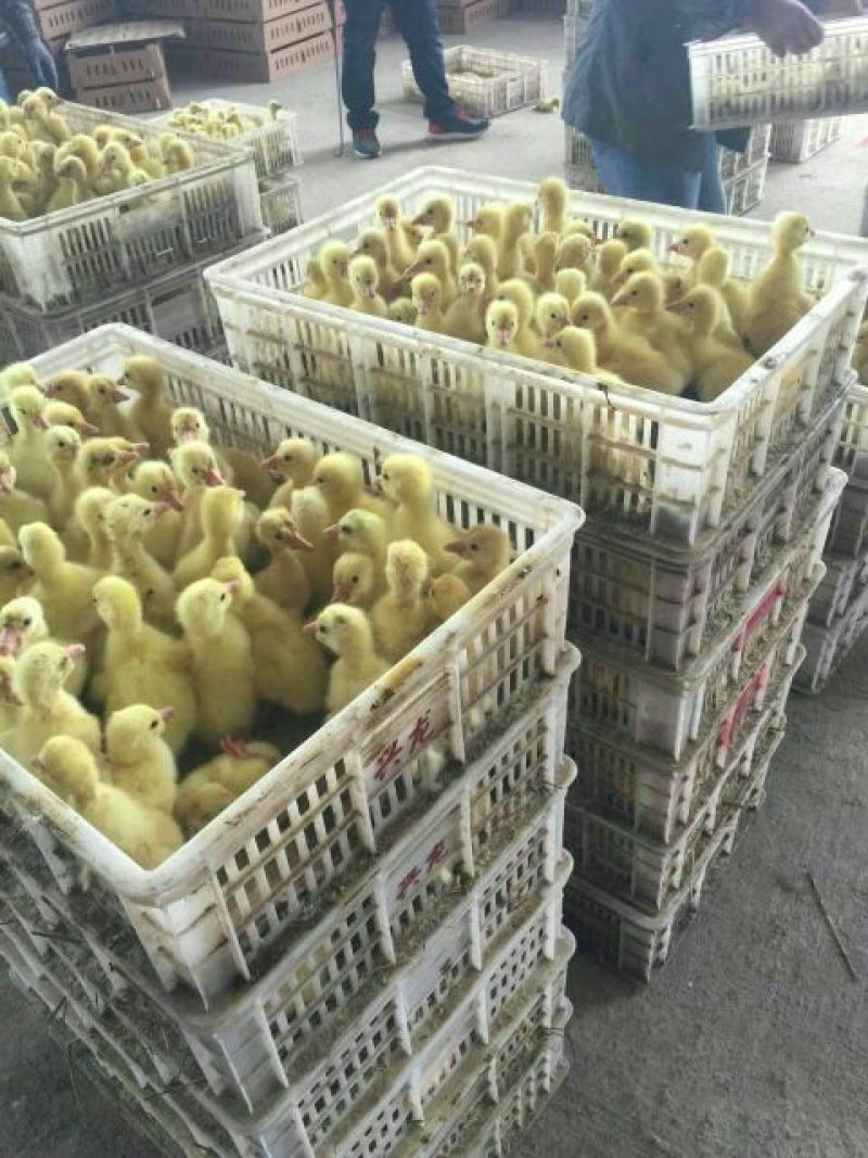 狮头鹅苗250g以下