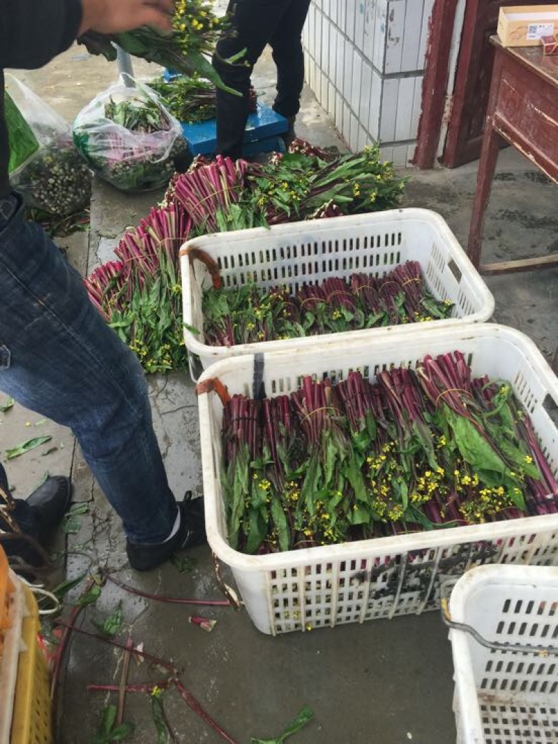 红菜苔