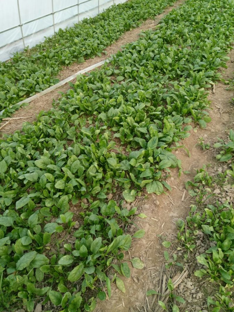 大叶菠菜15~20厘米
