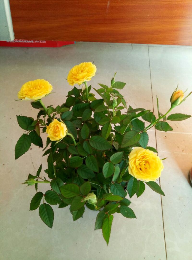 玫瑰盆花含盆