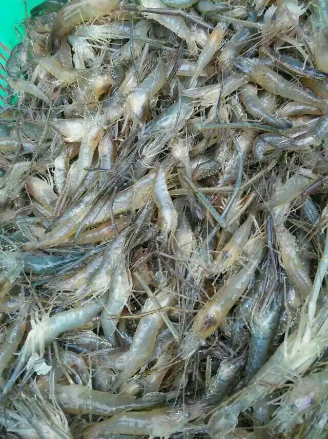 广东中山市河虾 冰鲜虾 26~30只\/kg批发_郑想