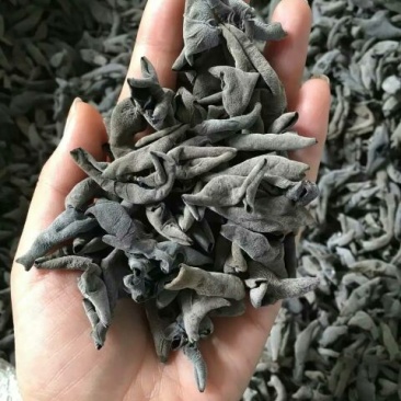 黑木耳二级