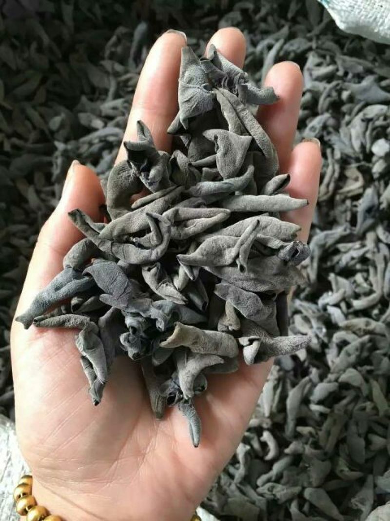 黑木耳二级