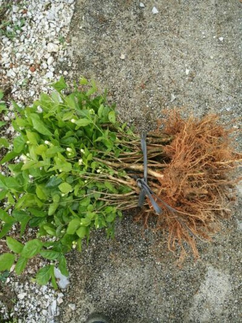 茉莉花苗