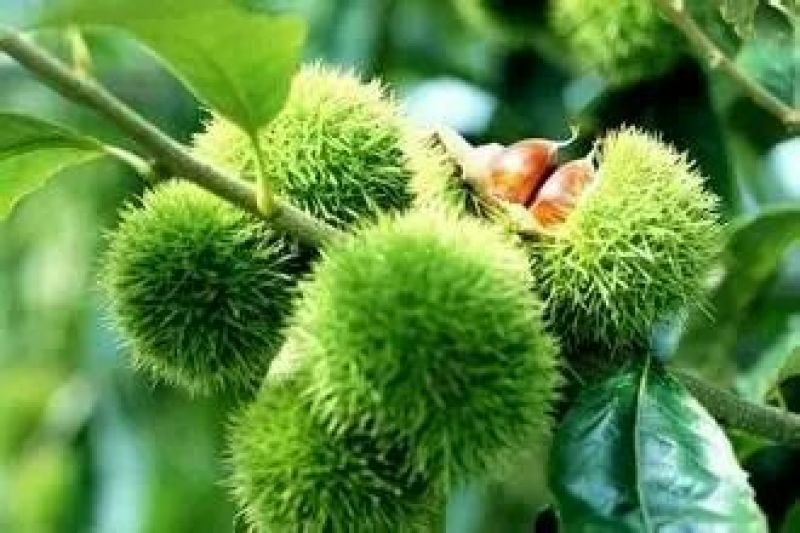 野生板栗炒栗种中栗，，