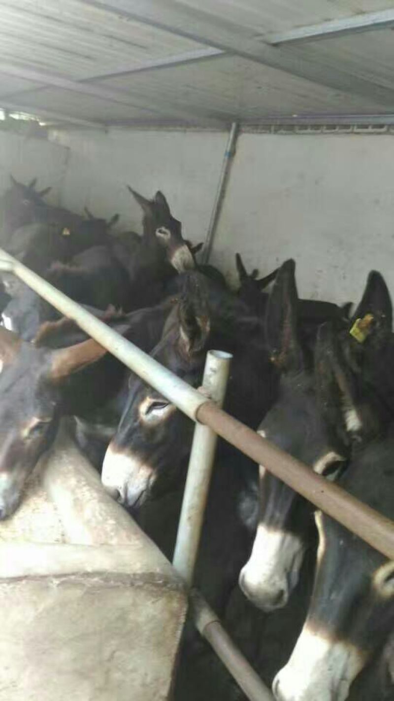 驴肉鲜货