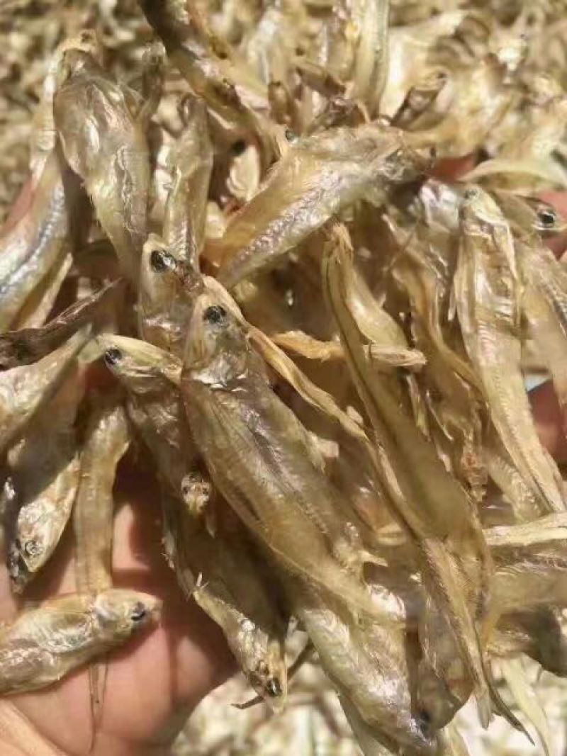 毛花鱼干