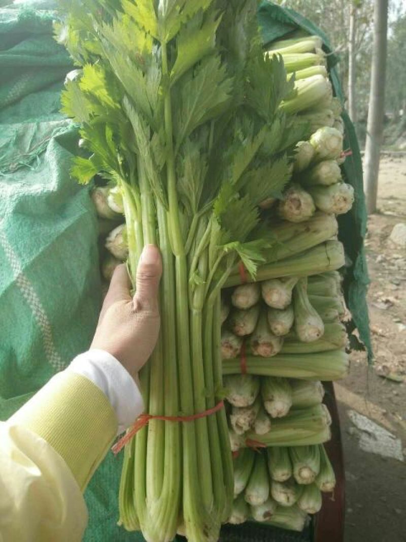 西芹金乡县西芹质优价廉