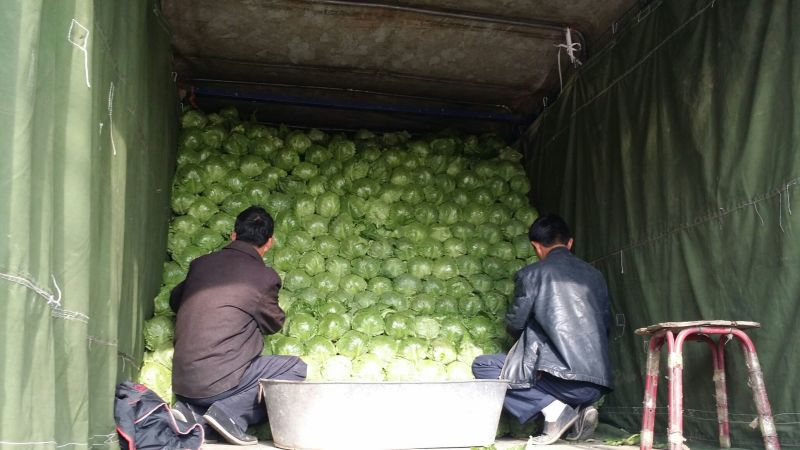 绿甘蓝甘蓝大头菜