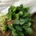 大叶菠菜20~25厘米