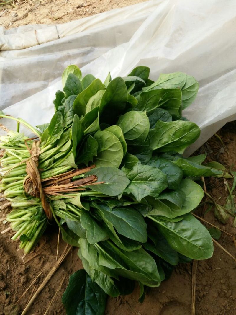 大叶菠菜20~25厘米