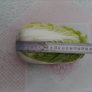 大白菜