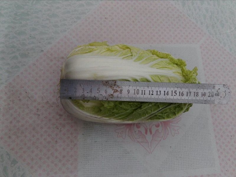 大白菜