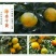 新余蜜桔味甜肉嫩、现摘现发，货源充足，汁多化渣，含糖量高。