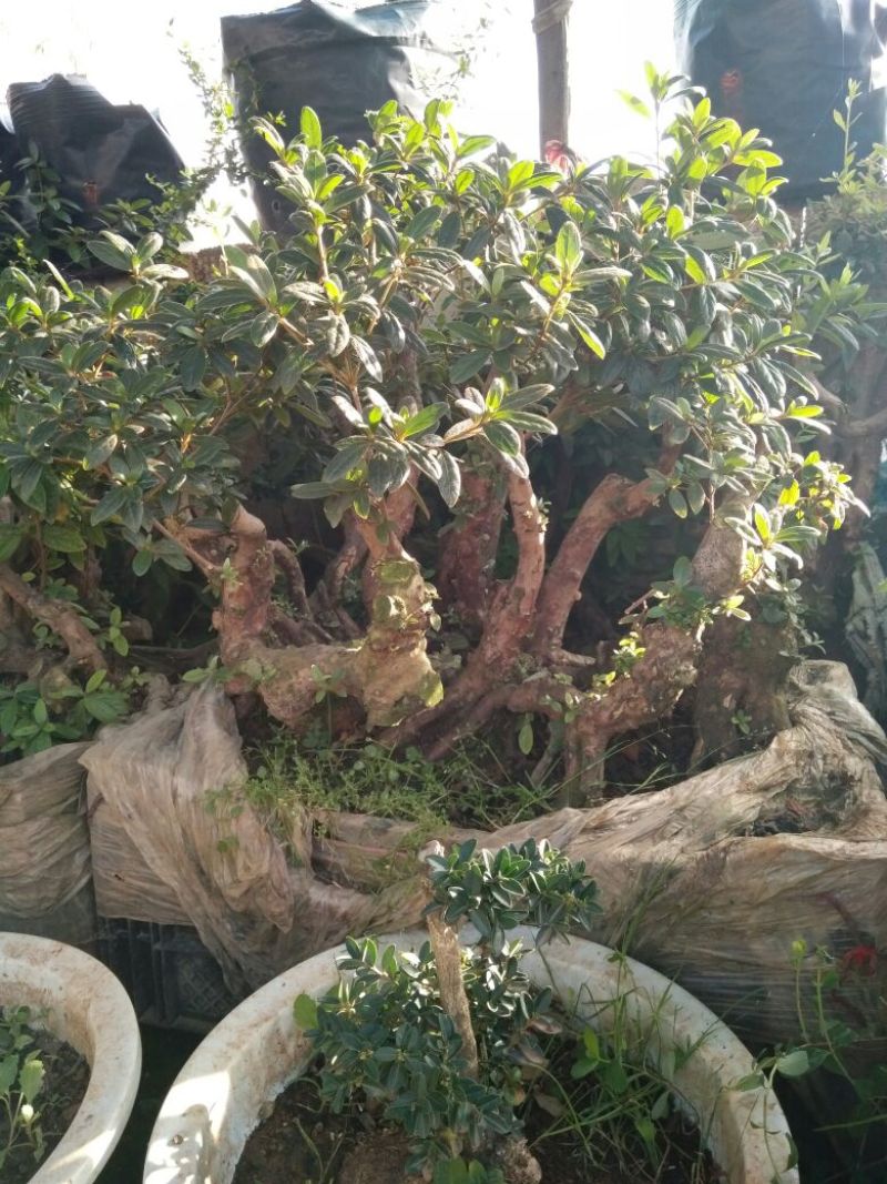 杜鹃树桩30~35cm