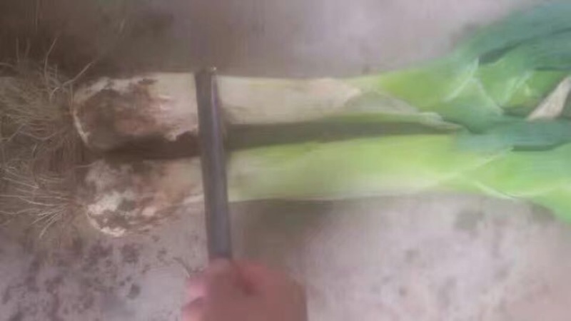 大葱
