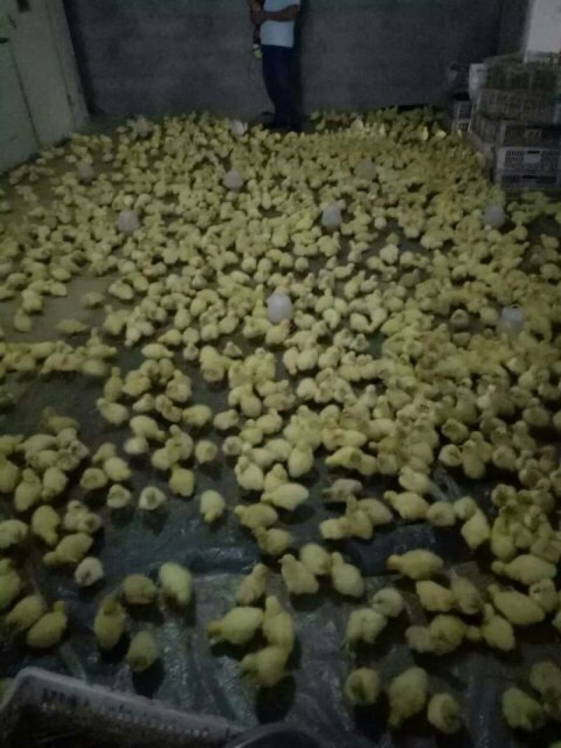 鹅苗250g以下