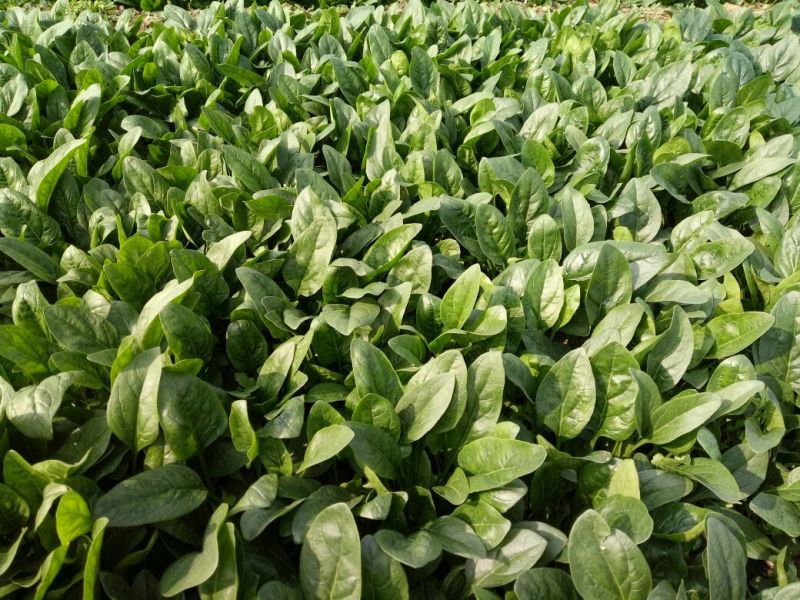菠菜25~30厘米