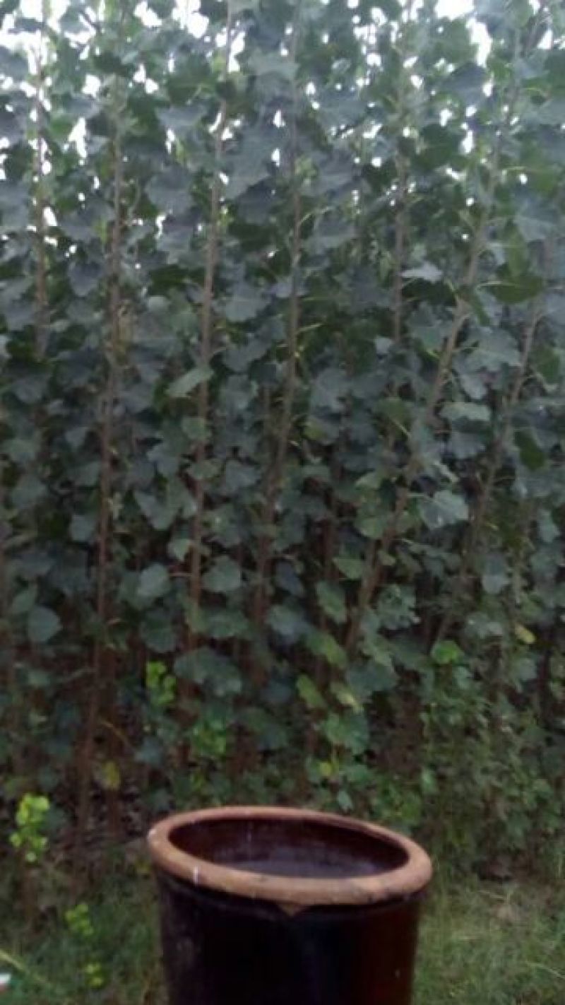 木槿6~8cm4~6cm1.5~2米