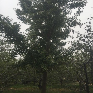 银杏树山东货源产地直销，精品树形，各种规格齐全