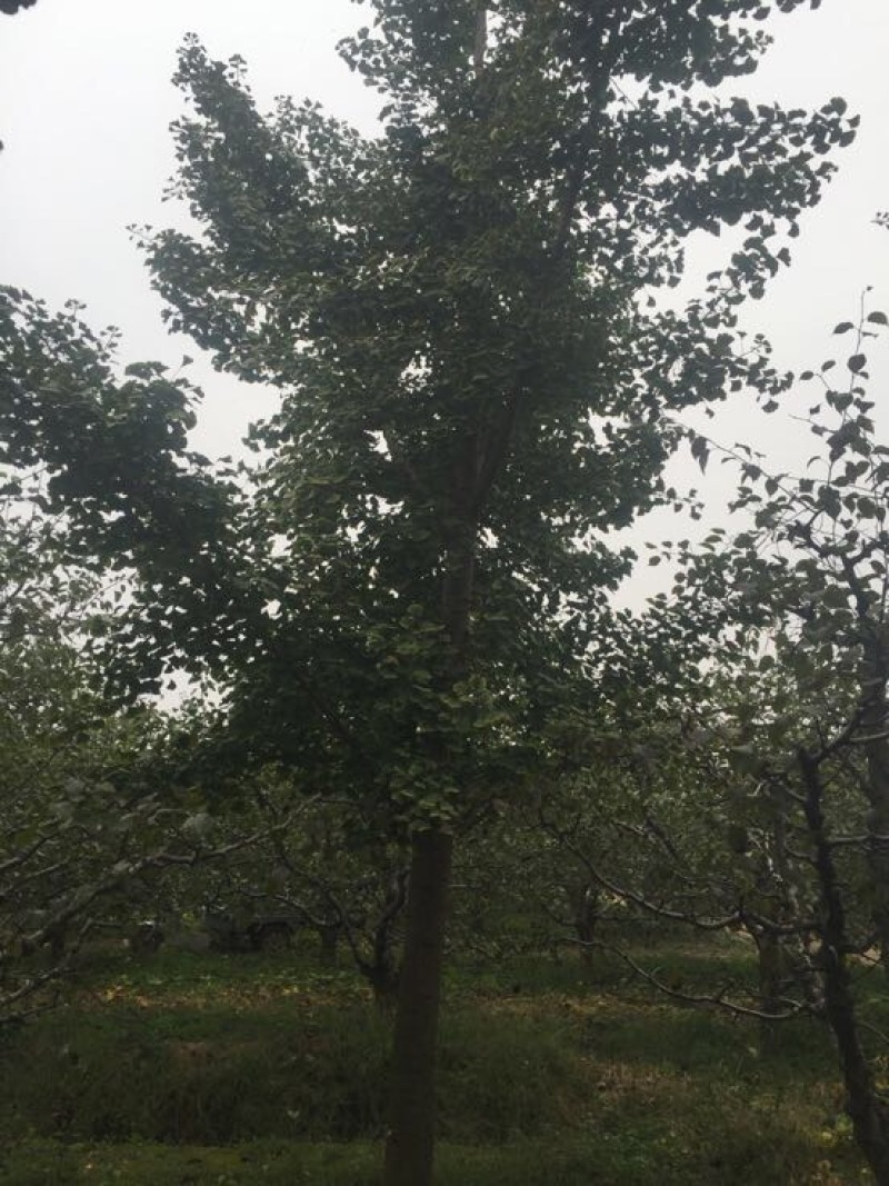 银杏树山东货源产地直销，精品树形，各种规格齐全