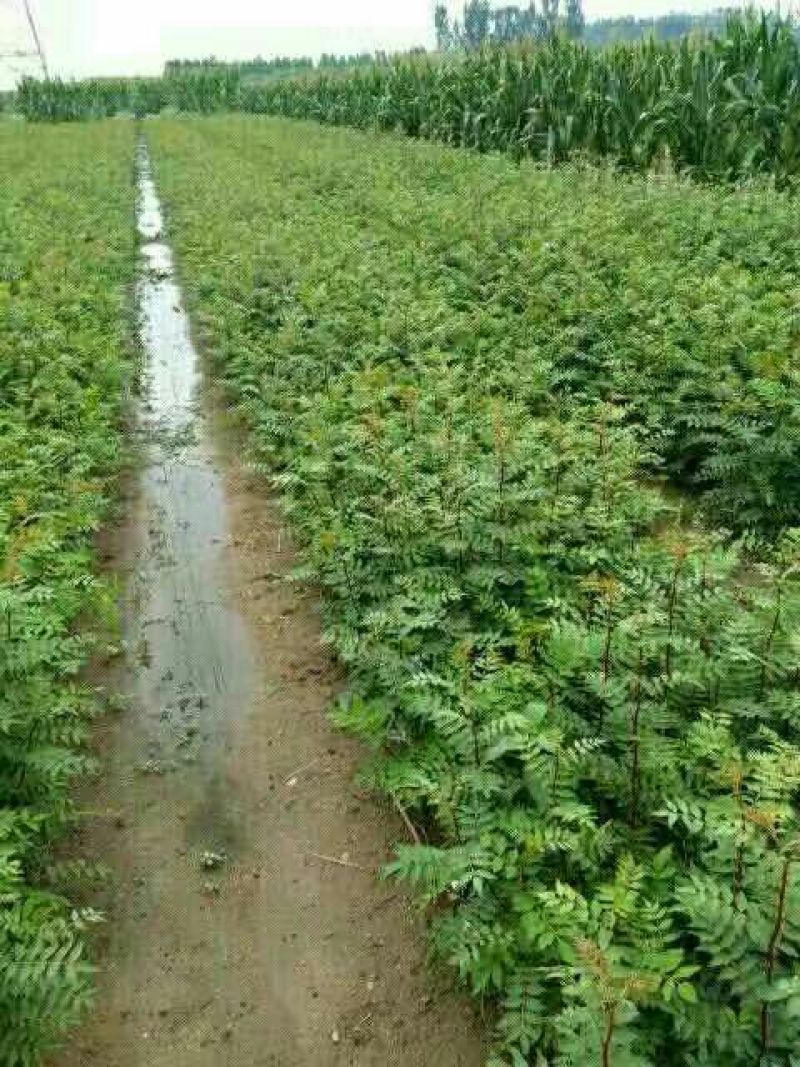花椒苗1-3年苗大红袍，狮子头，无刺花椒