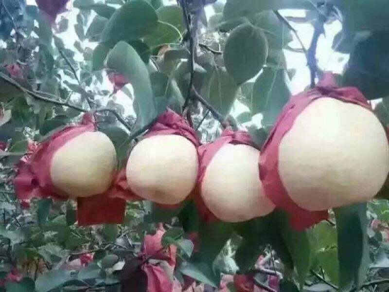 晚秋黄梨纸箱