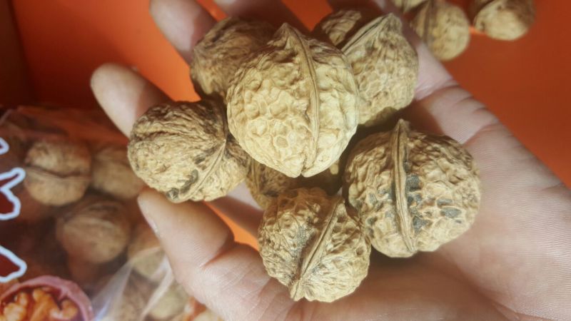 铁核桃去皮干