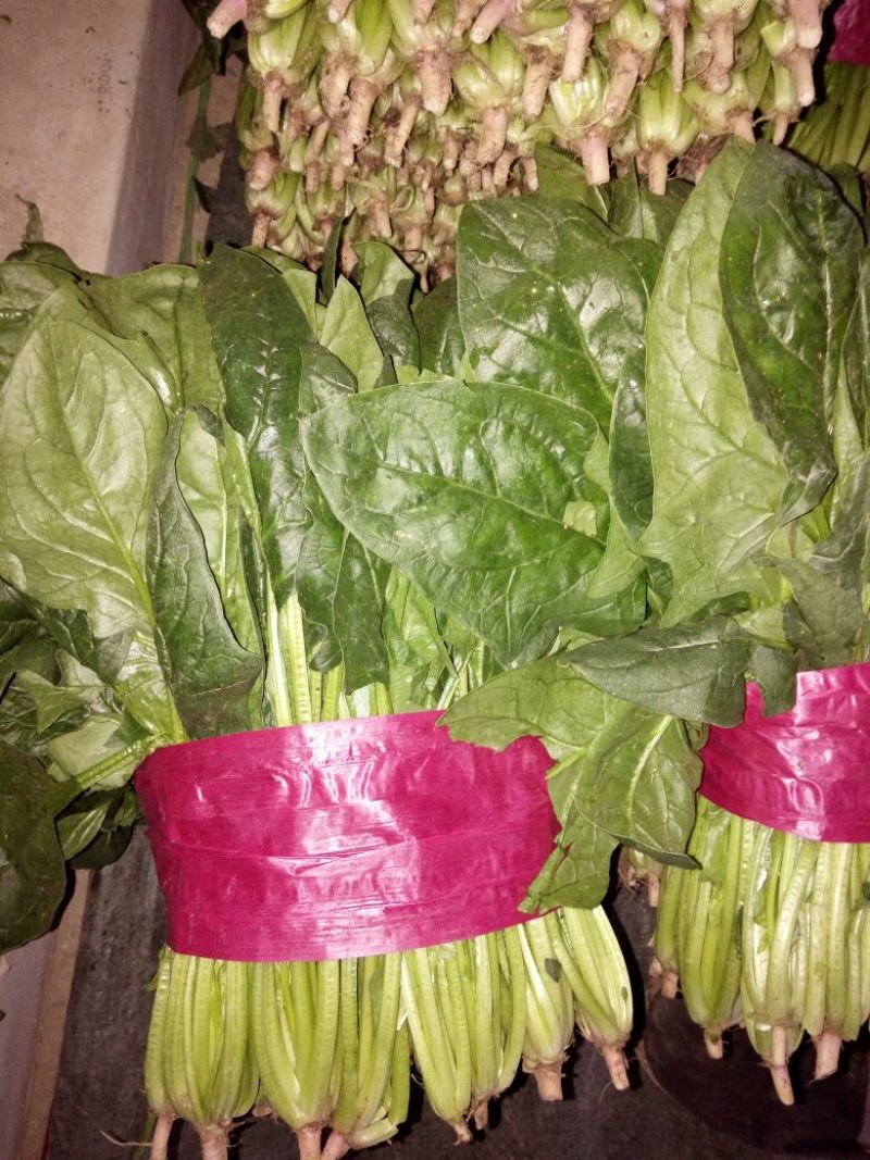 大叶菠菜25~30厘米