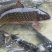 池鲤鱼食用1~2公斤