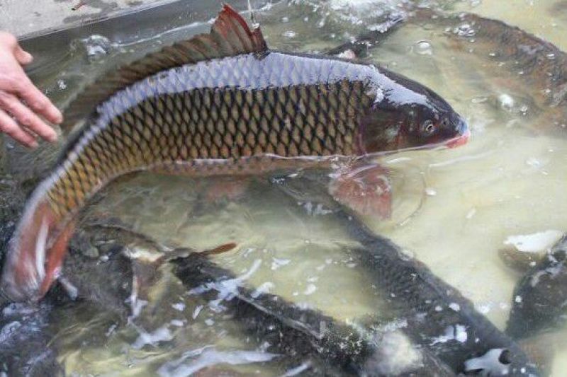 池鲤鱼食用1~2公斤