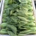 山东聊城上海青以大量上市需要的联系可以发往全国各地